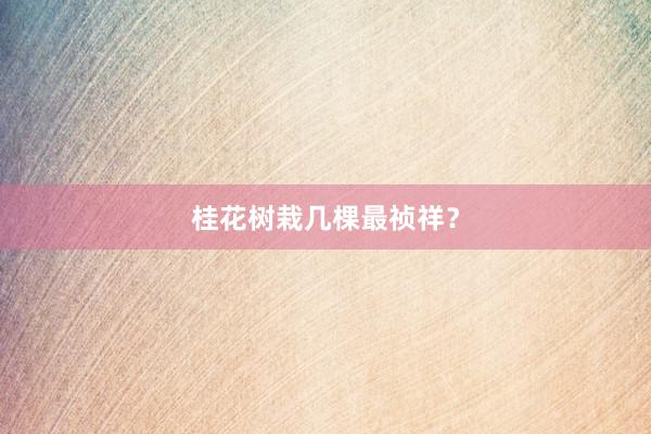 桂花树栽几棵最祯祥？